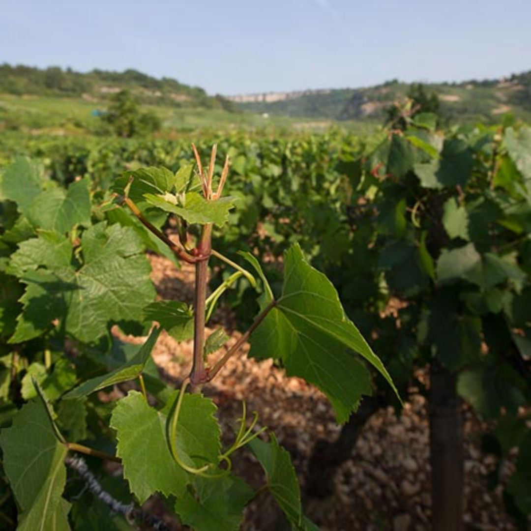 Domaine Germain